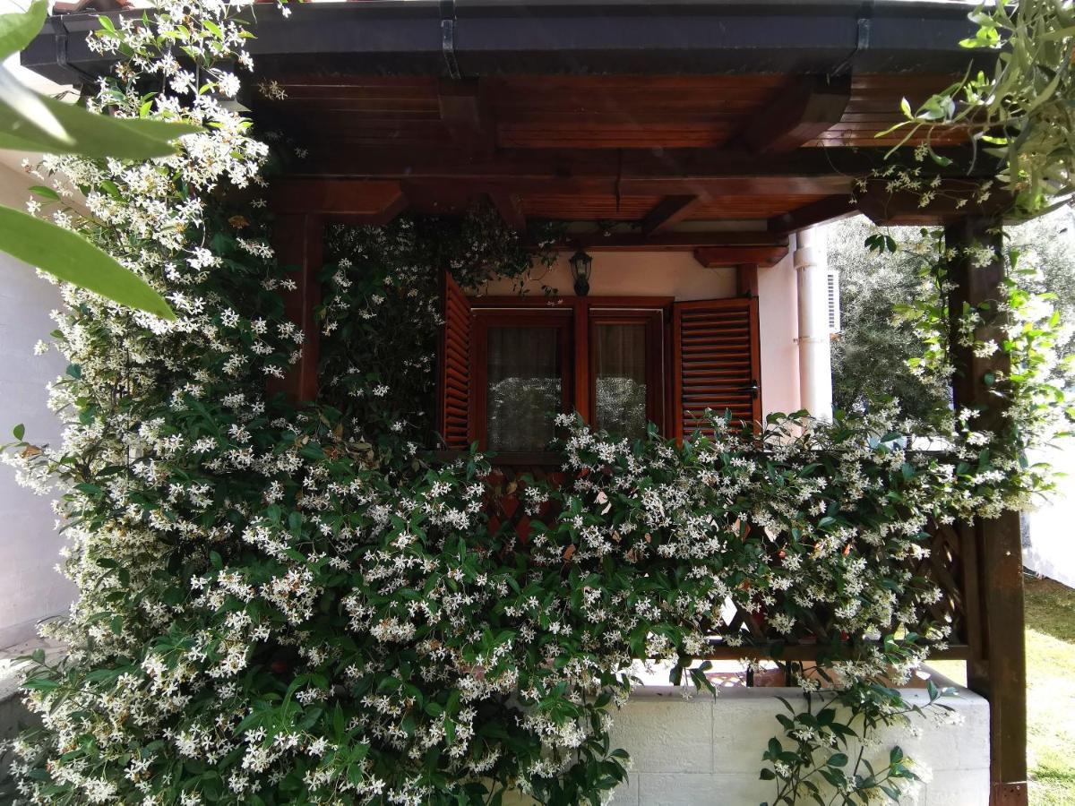 Apartments Maris Garden Petrovac Екстер'єр фото